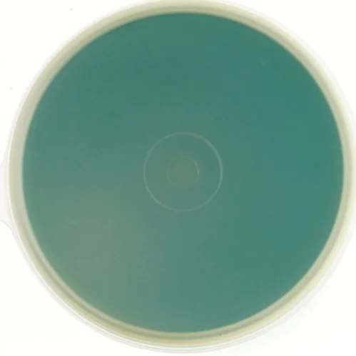 Plastbeholder med låg fra Tupperware (str. Ø 13x18 cm)