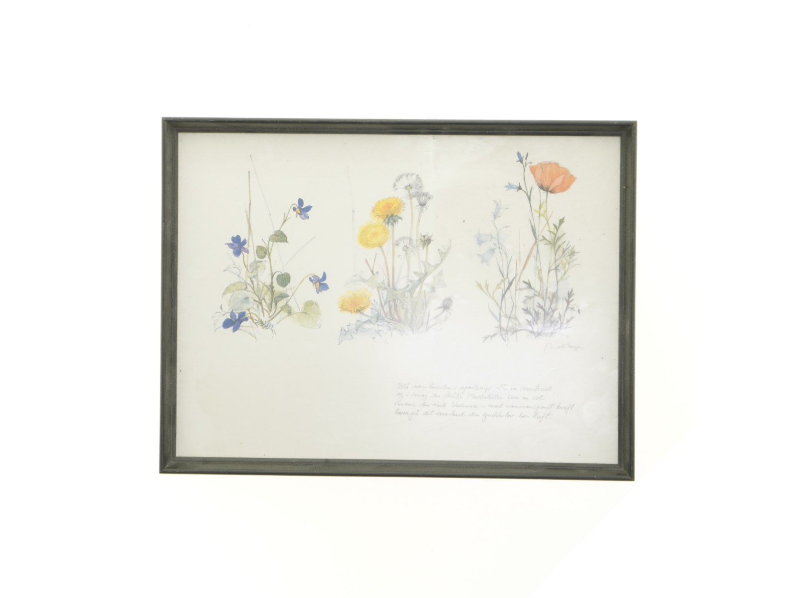 Indrammet botanisk plakat (str. 40 x 30,5 cm)