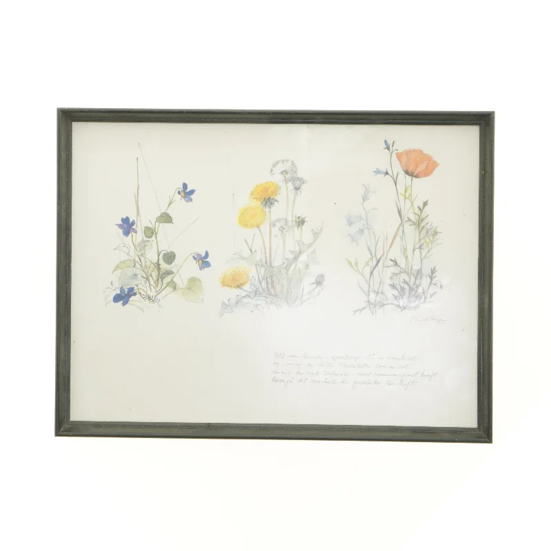 Indrammet botanisk plakat (str. 40 x 30,5 cm)