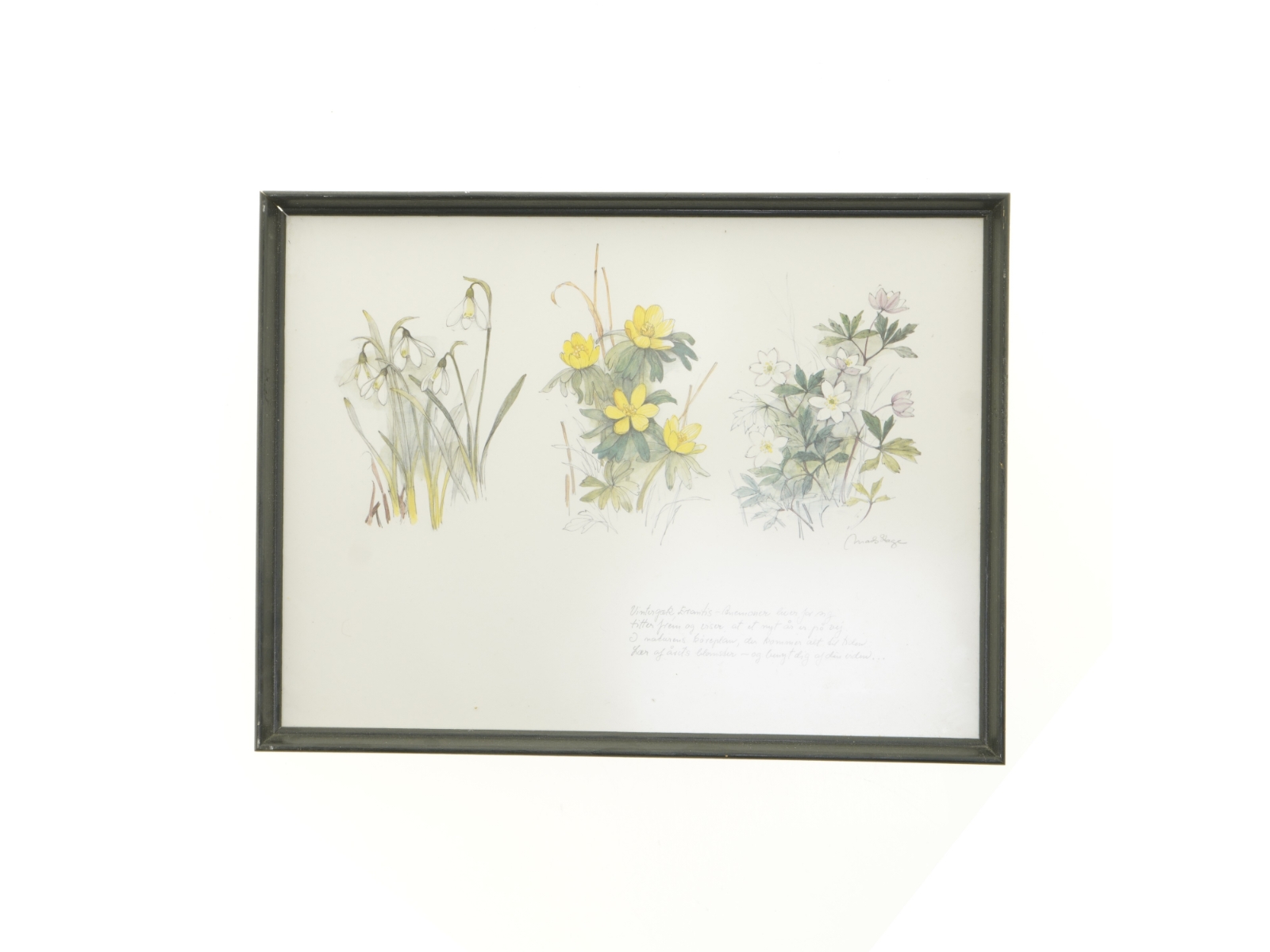 Indrammet botanisk tryk (str. 40 x 30,5 cm)