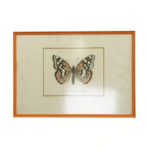 Indrammet sommerfugleillustration (str. 41 x 29,5 cm)