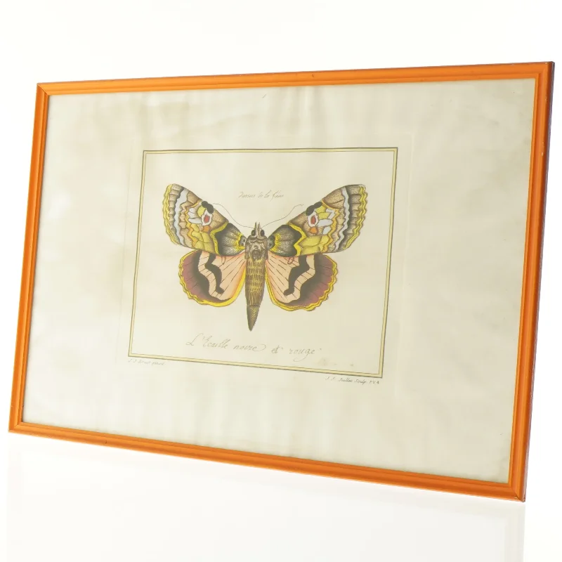 Indrammet sommerfugletryk fra Bekendt (str. 41 x 29,5 cm)