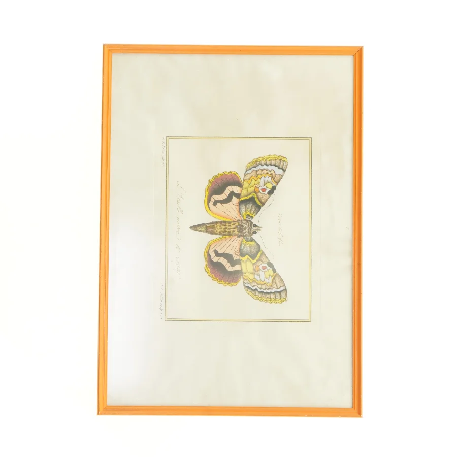 Indrammet sommerfugletryk fra Bekendt (str. 41 x 29,5 cm)