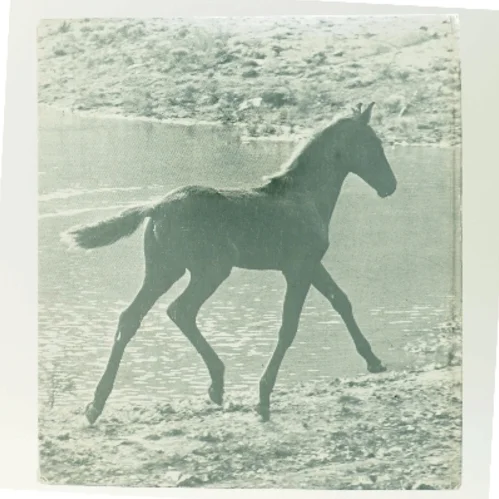 Fra føl til hest af Monique og Hans D. Dossenbach (Bog)