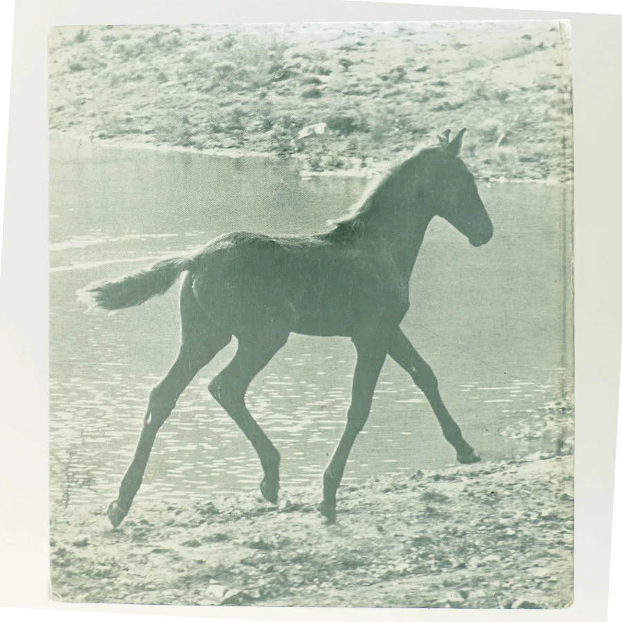 Fra føl til hest af Monique og Hans D. Dossenbach (Bog)