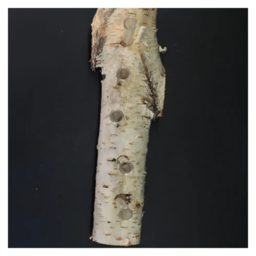 Unik blomsterholder i birketræ med reagensglas (str. 35x21 cm)