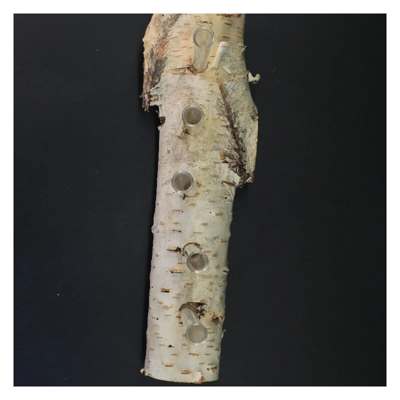 Unik blomsterholder i birketræ med reagensglas (str. 35x21 cm)