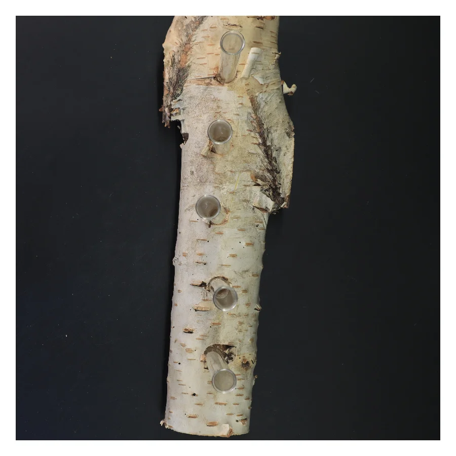 Unik blomsterholder i birketræ med reagensglas (str. 35x21 cm)