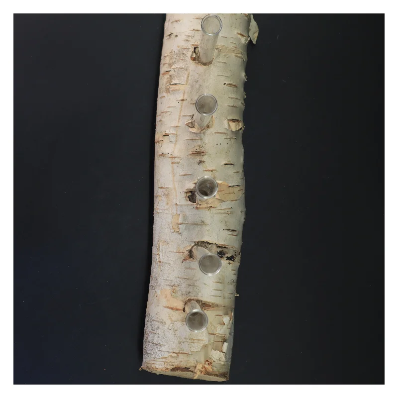 Unik blomsterholder i birketræ med reagensglas (str. 35x21 cm)