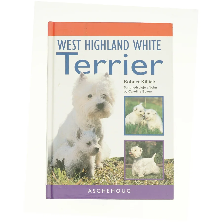 West hightland white terrier (bog)