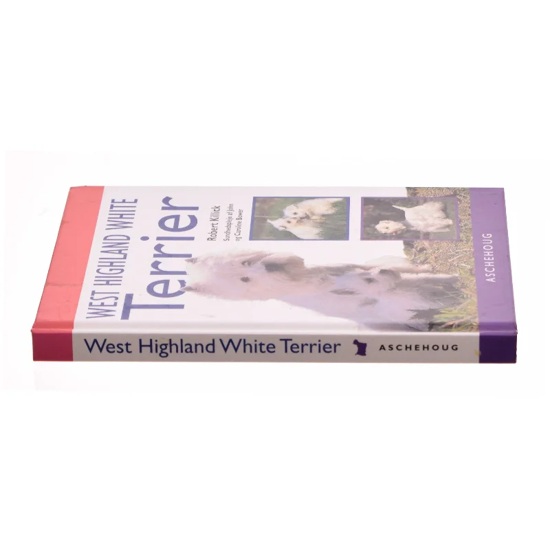 West hightland white terrier (bog)