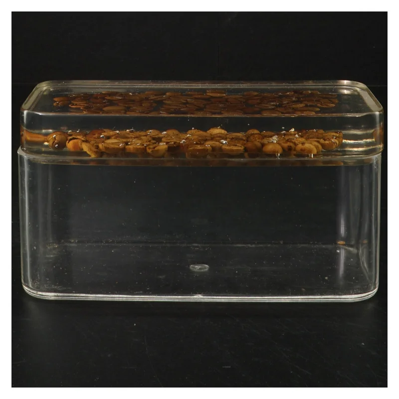 Gennemsigtig opbevaringsboks