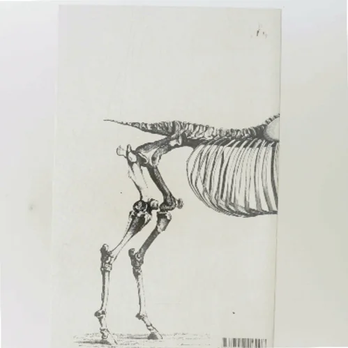 Huden er det elastiske hylster der omgiver hele legemet : roman af Bjørn Rasmussen (f. 1983) (Bog)