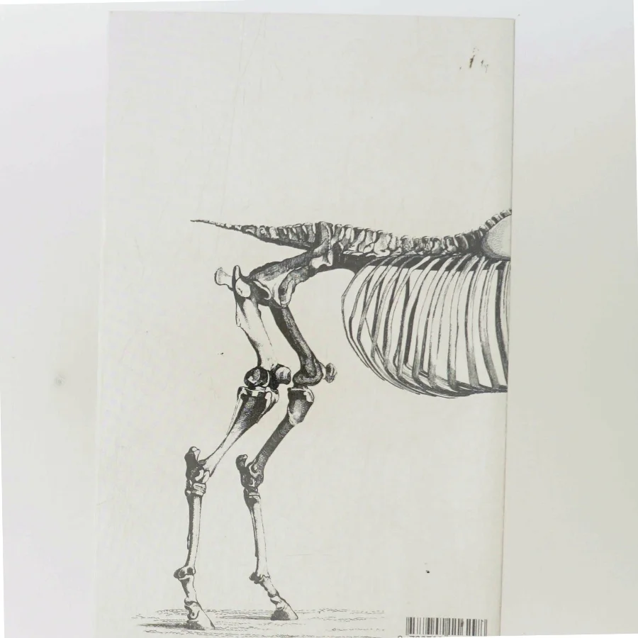 Huden er det elastiske hylster der omgiver hele legemet : roman af Bjørn Rasmussen (f. 1983) (Bog)