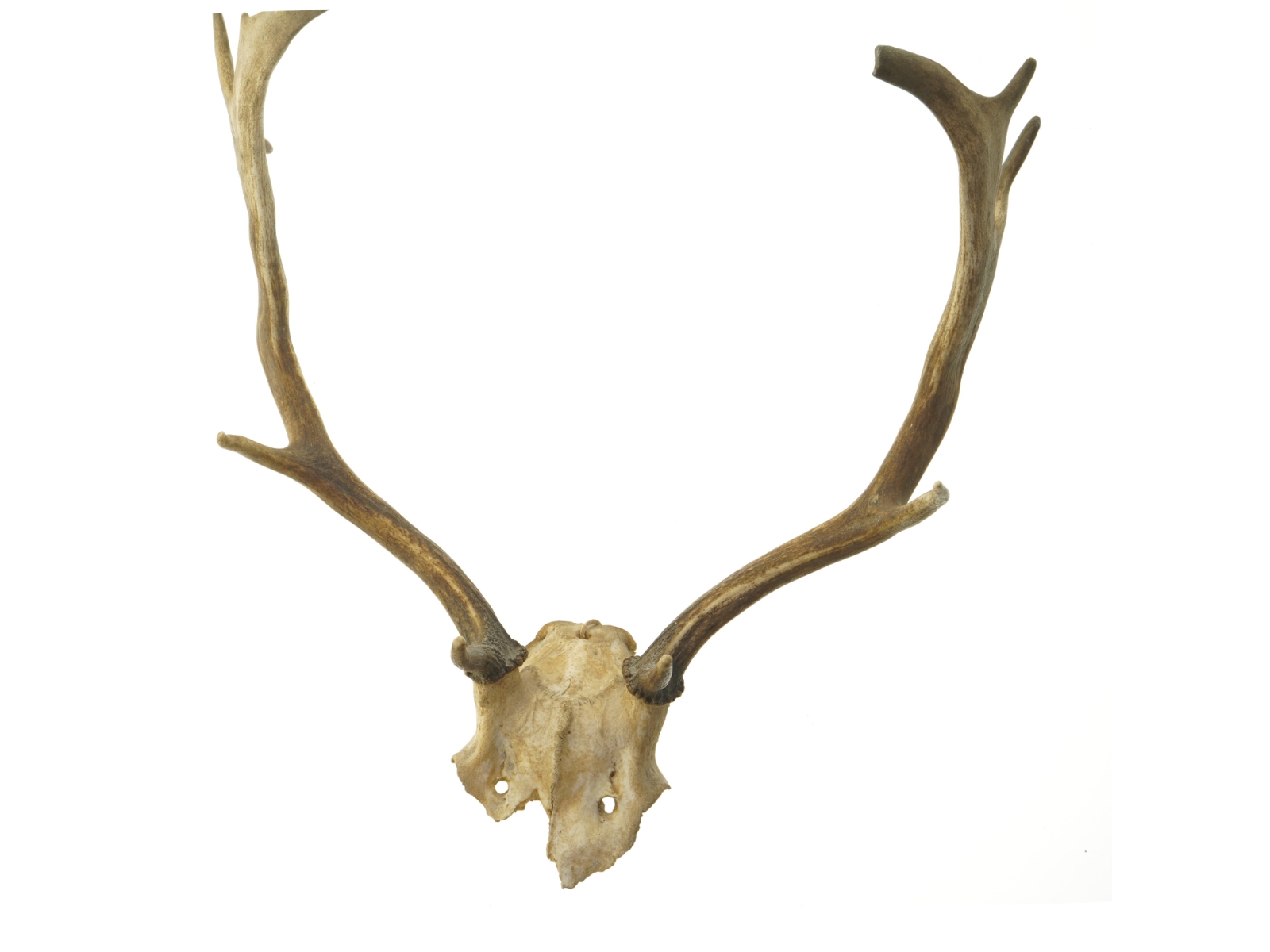 Hjortegevir (str. 50 cm)