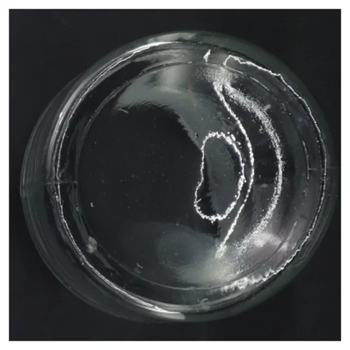 Glasbeholder med låg (str. 13 cm)