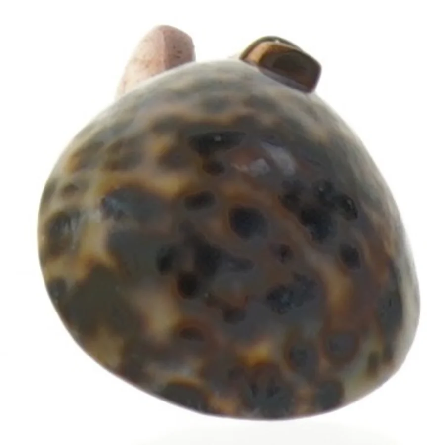 Træske med muslingeskal (str. 15 cm)