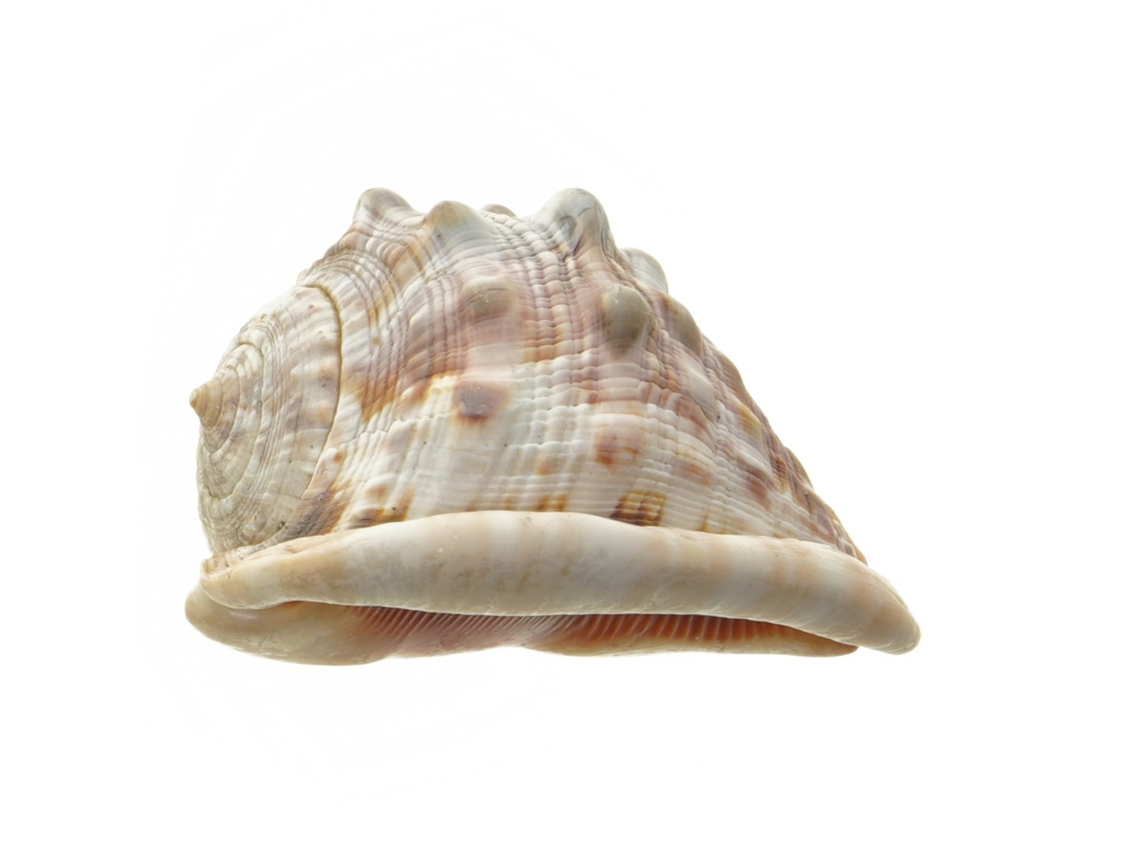Dekorativ konkylie (str. 14 cm)
