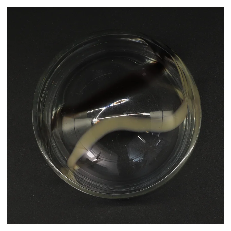 Glasskål med sort og hvid stribe (str. 15 x 6 komma 5 cm)