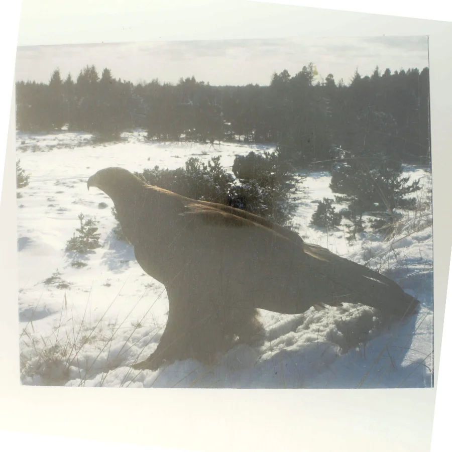 Stormen i vingerne af Frank Wenzel (Bog)