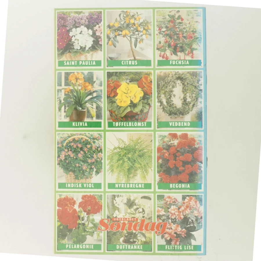 100 stueplanter – Dit bedste plante-leksikon af Ugebladet Søndag (Bog)