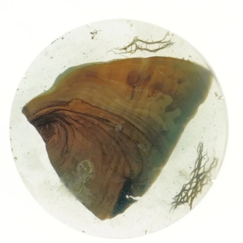 Dekorativ bordskåner med naturmotiv (str. Ø 11 cm)