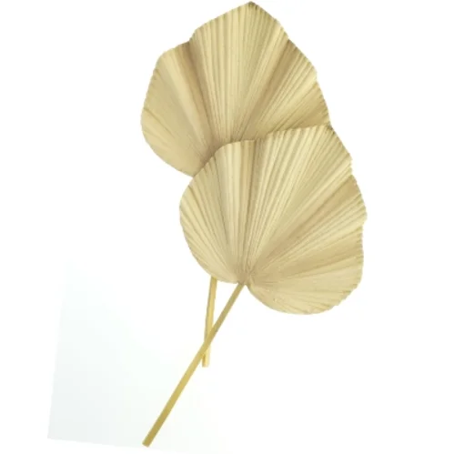 Tørrede palmeblade (str. Længde. 63 cm bredde. 34 cm)