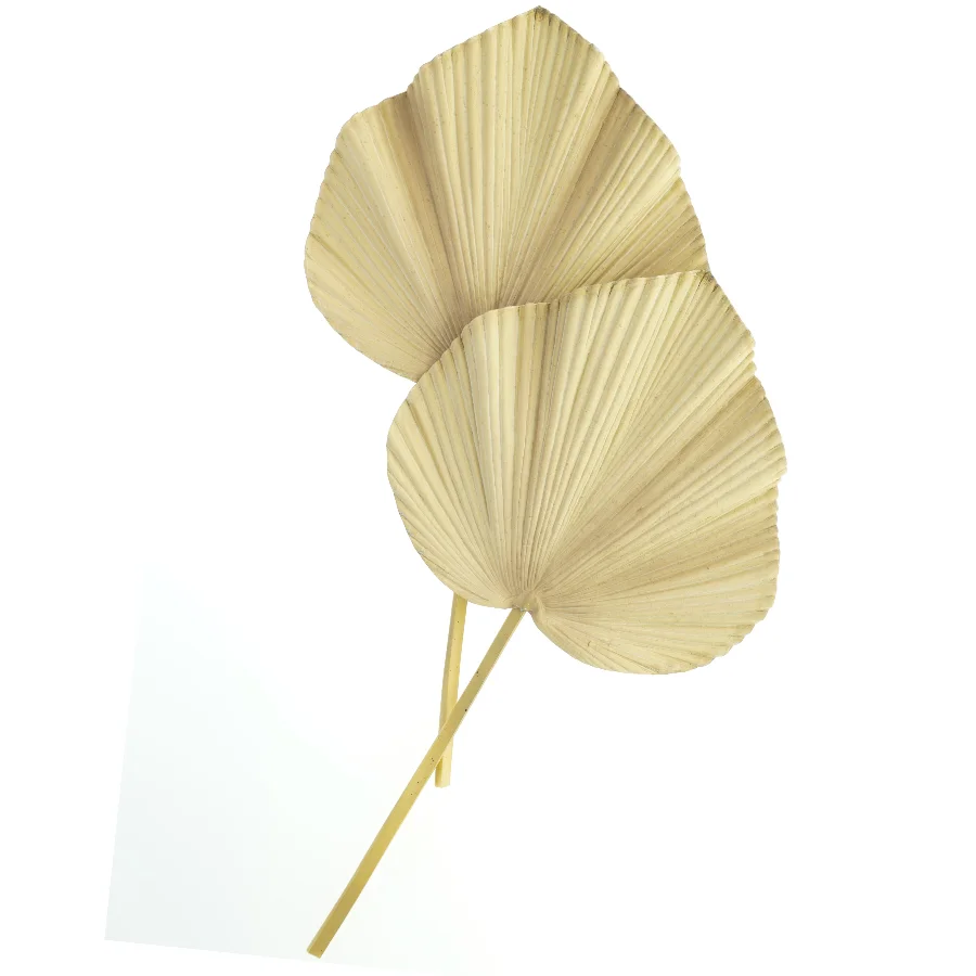 Tørrede palmeblade (str. Længde. 63 cm bredde. 34 cm)