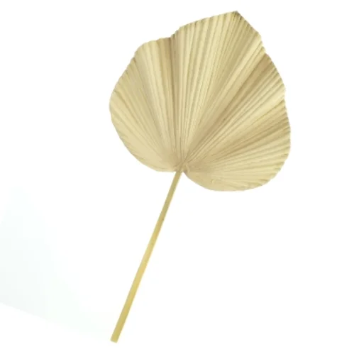 Tørrede palmeblade (str. Længde. 63 cm bredde. 34 cm)
