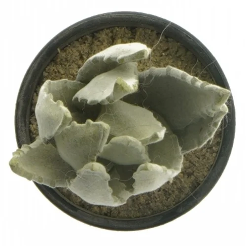 Dekorative kunstige planter i sorte potter fra IKEA (str. 12 cm og 19 cm)