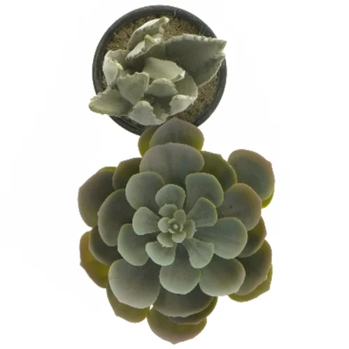 Dekorative kunstige planter i sorte potter fra IKEA (str. 12 cm og 19 cm)