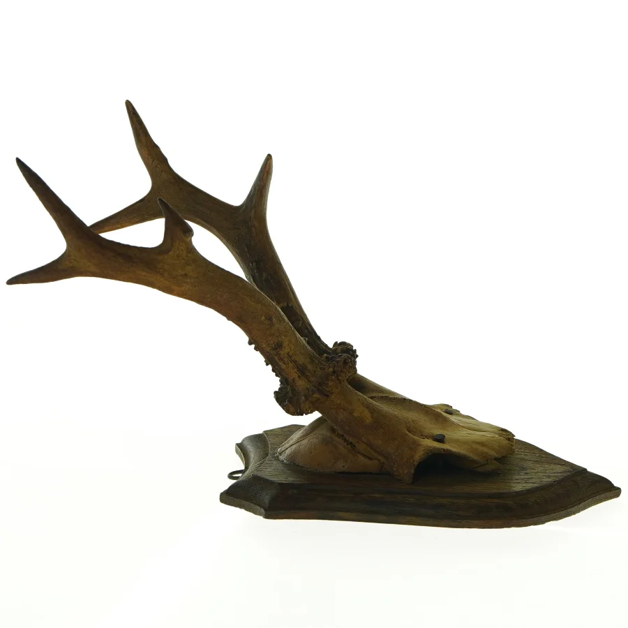 Opsats med rådyrgevir