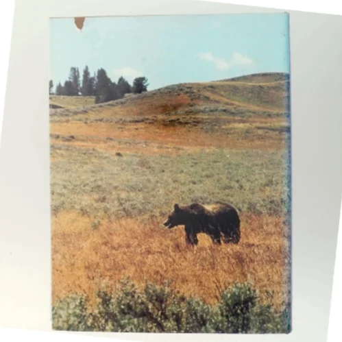 Bog om Nordamerikas natur og dyreliv fra Life