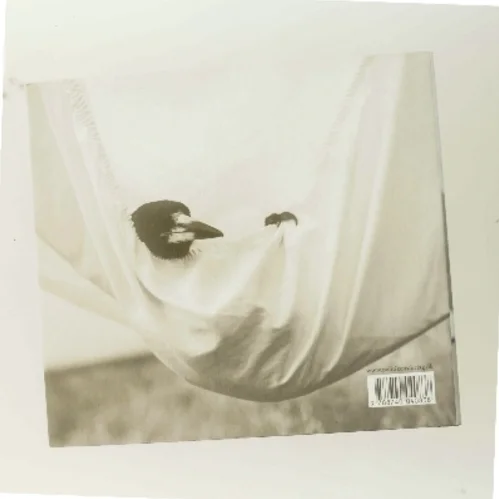 Penguin Bloom : den forunderlige lille fugl, der reddede en familie af Cameron Bloom (Bog)