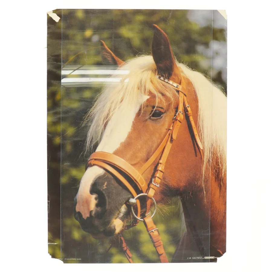 Plakat med hestemotiv fra Scandecor (str. 59,5x42 cm)