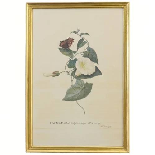 Botanisk tryk med sommerfugl i guldramme (str. 32x46 cm)