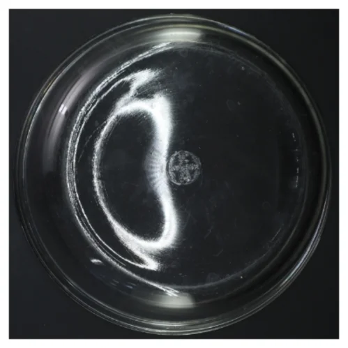 Glasgryde med låg fra Pyrex (str. Ø 24,5 cm)