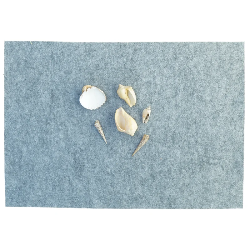 ægte konkylier Muslingeskaller