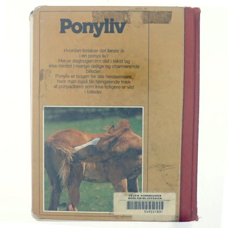 Ponyliv, det første år i et føls liv