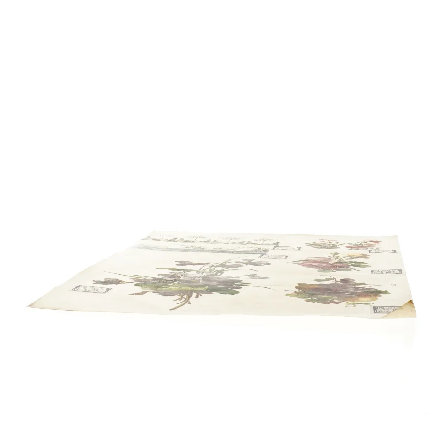 Botanisk plakat (str. 41 x 28,5 cm)