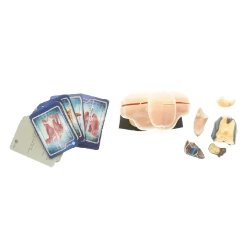 Menneskekropsmodel til undervisning (str. 24,5 x 13 x 8 cm)