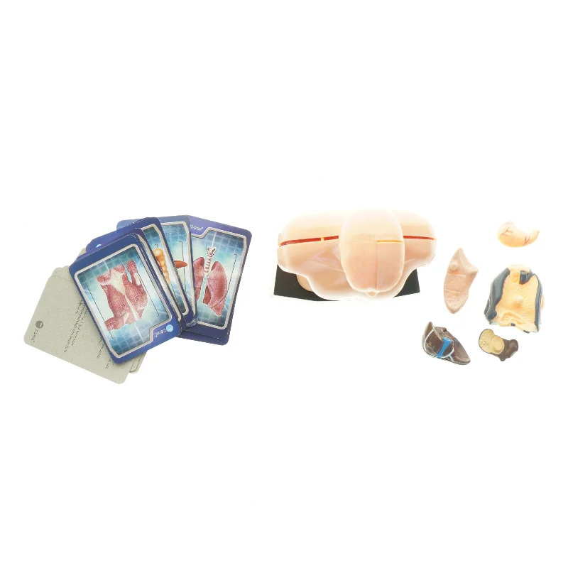 Menneskekropsmodel til undervisning (str. 24,5 x 13 x 8 cm)