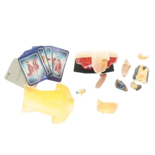 Menneskekropsmodel til undervisning (str. 24,5 x 13 x 8 cm)