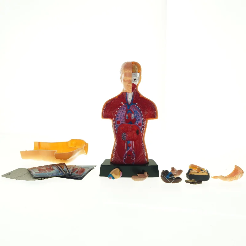 Menneskekropsmodel til undervisning (str. 24,5 x 13 x 8 cm)