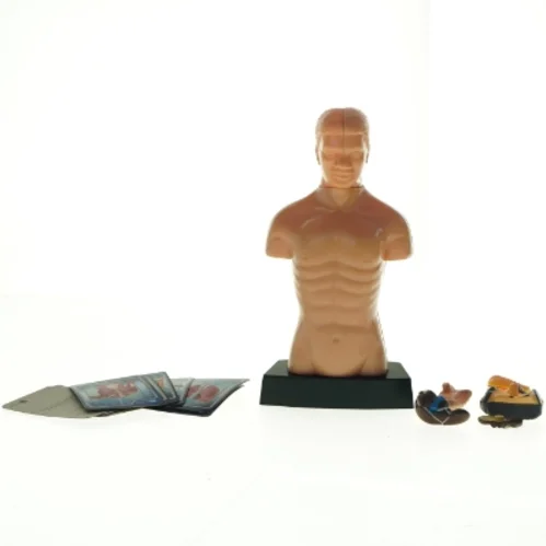 Menneskekropsmodel til undervisning (str. 24,5 x 13 x 8 cm)