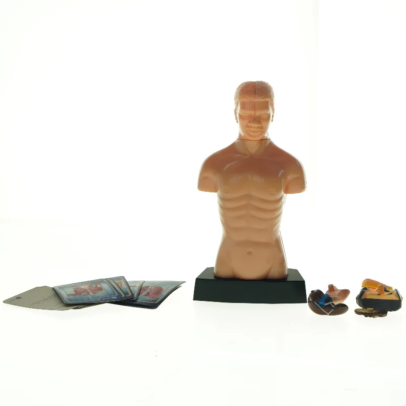 Menneskekropsmodel til undervisning (str. 24,5 x 13 x 8 cm)