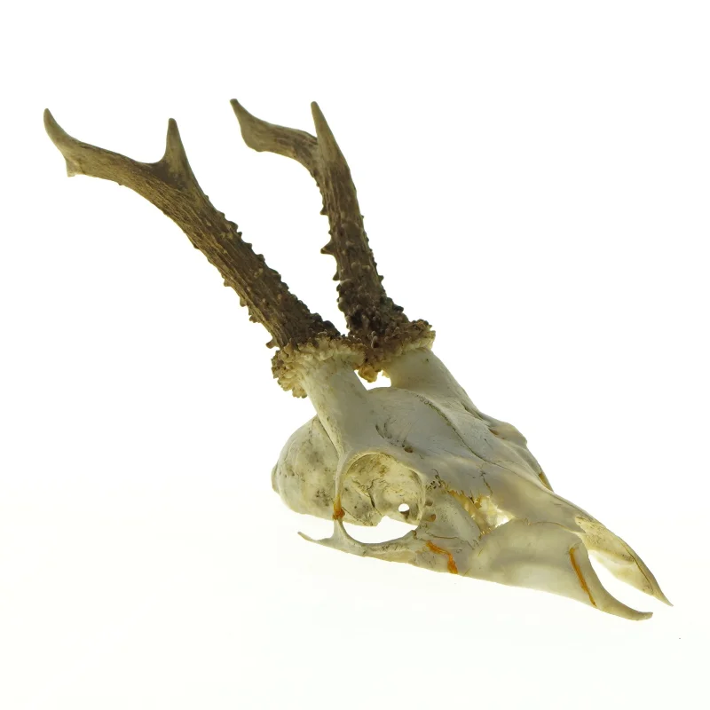 Gevir (str. Længde, 30 cm)