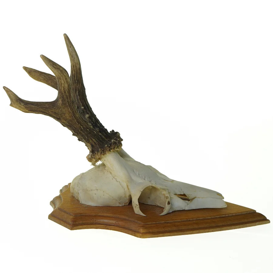 Gevir (str. 21 x 13 x 18 cm)