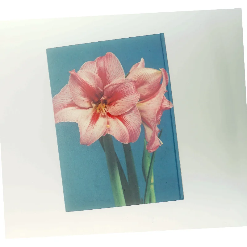 Blomsterløg og frø (Bog)