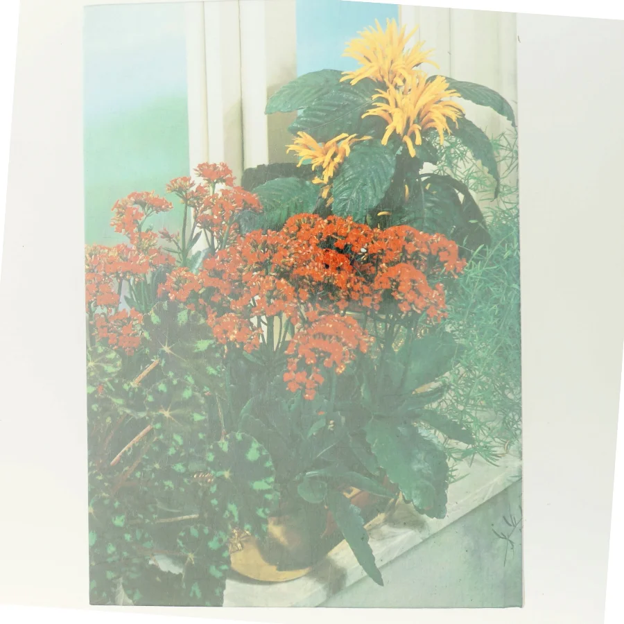 Blomster i potte (Bog)